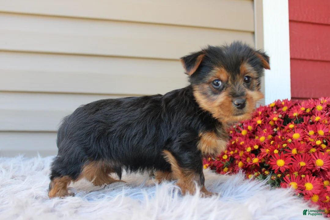 Yorkshire Terrier dogs for sale: Dreamer - Ad 2