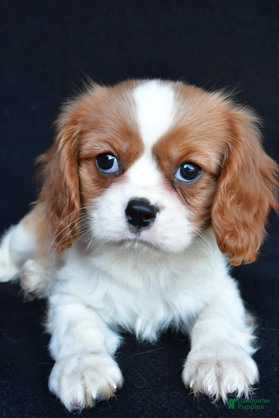 Cavalier King Charles Spaniel dogs for sale: Avery - Ad 2