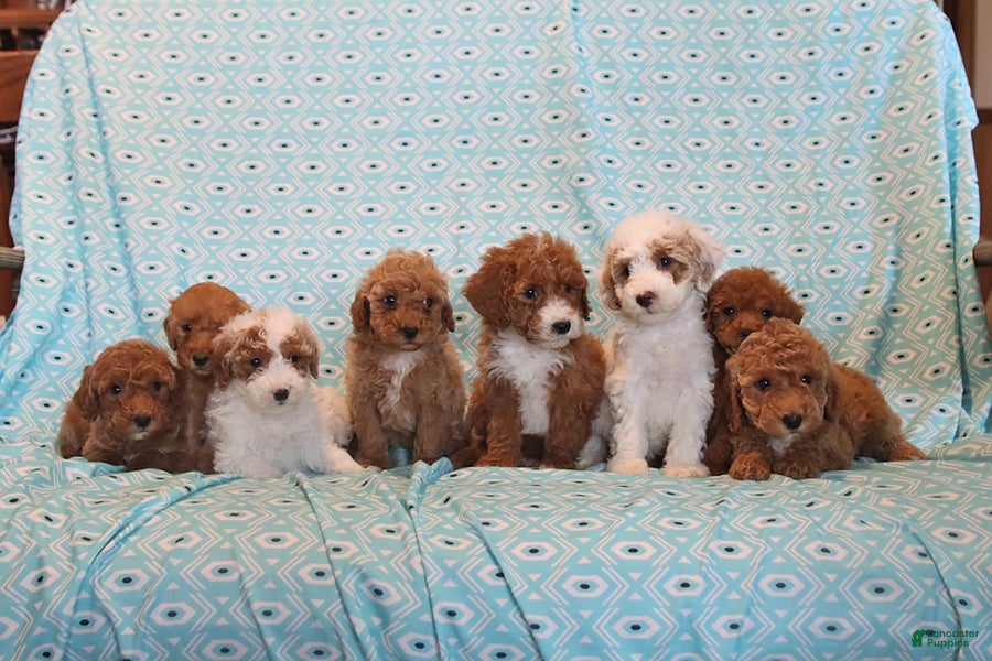 Mini Goldendoodle dogs Pearl - Ad 2