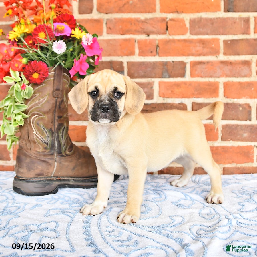 Puggle dogs Taffy - Ad 2