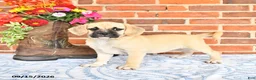 Puggle dogs for sale: Taffy - Ad 2