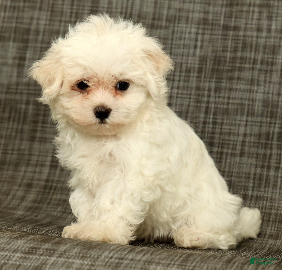Maltese dogs Leo - Ad 1