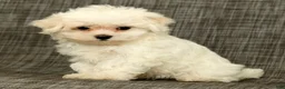 Maltese dogs for sale: Leo - Ad 1
