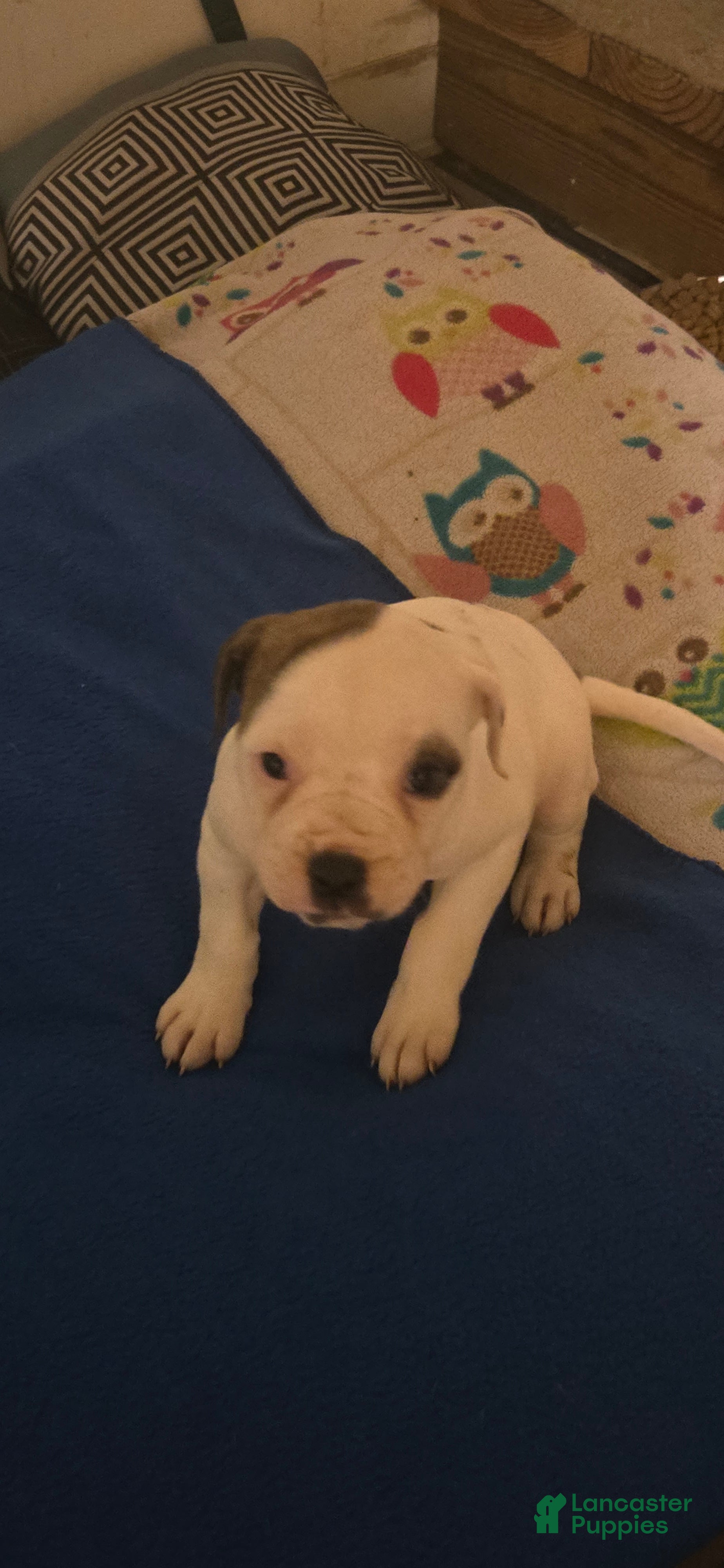 American Bulldog dogs American Bulldog 1 - Ad 2