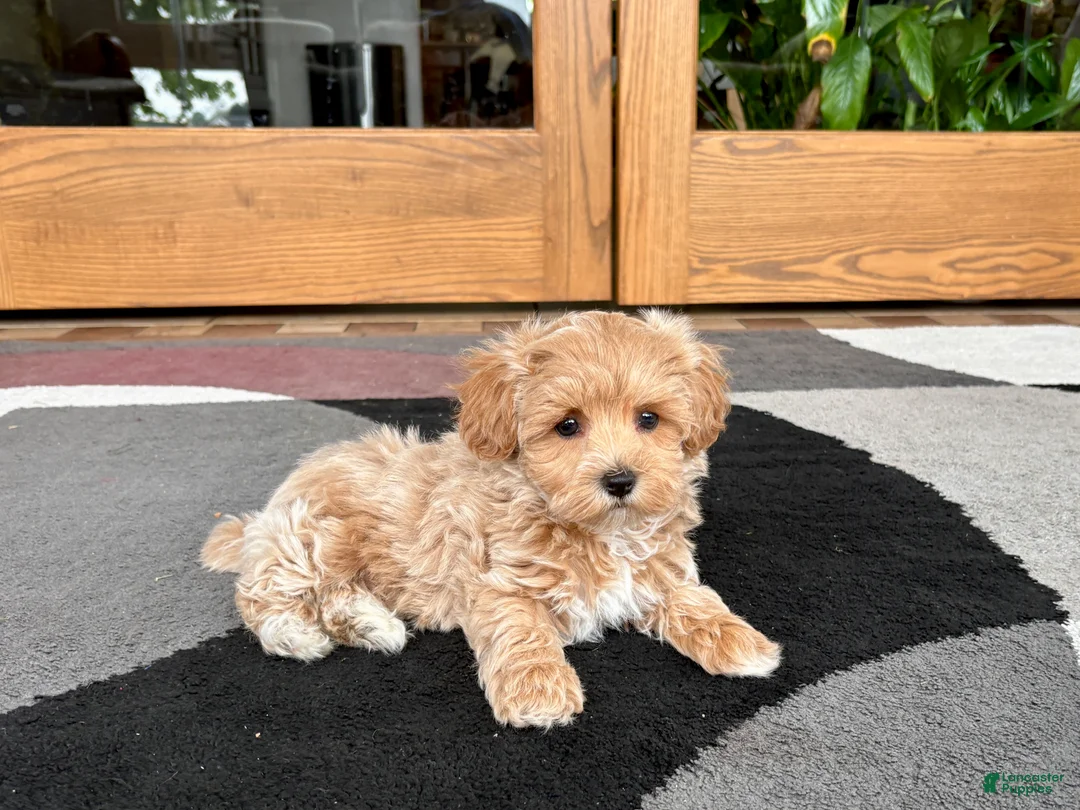 Havapoo dogs for sale: Havapoo Puppy 3 - Ad 2