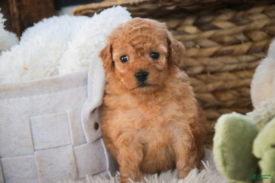 Miniature Poodle dogs for sale: Fredrick - Ad 9