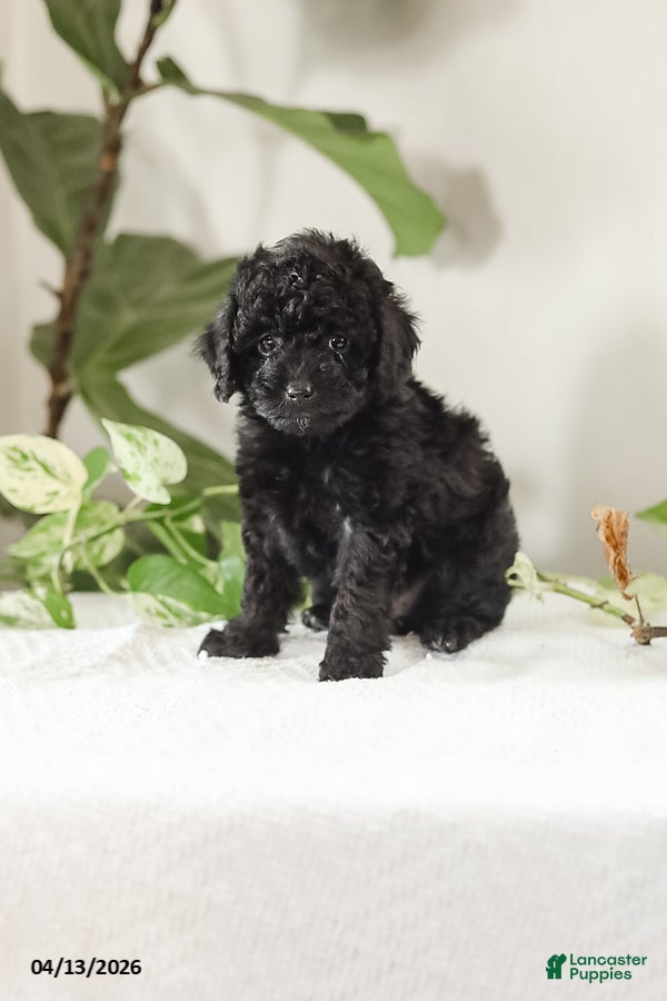 Miniature Poodle dogs Micki - Ad 1