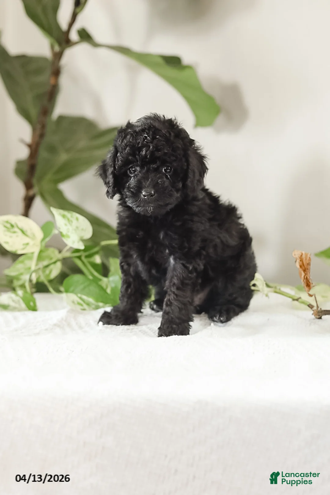 Miniature Poodle dogs for sale: Micki - Ad 1