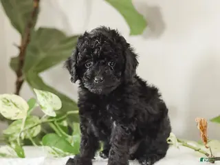 Miniature Poodle dogs for sale: Micki - Ad 2