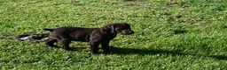 German Shorthaired Pointer dogs for sale: Buck - Ad 24