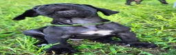 Great Dane dogs for sale: Black male Green Collar  - Ad 3