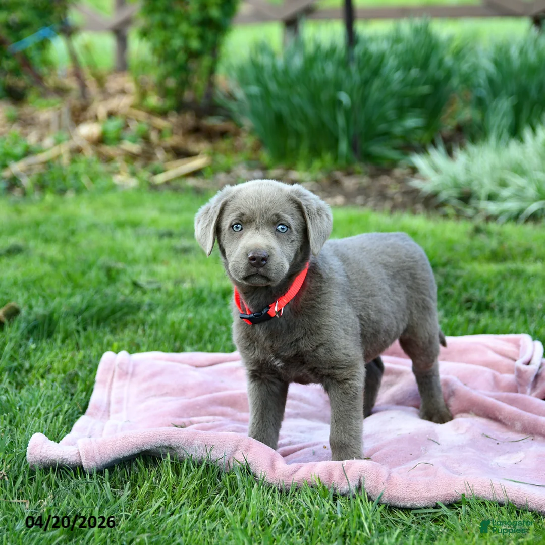 Labrador Retriever dogs for sale: Ebony - Ad 2