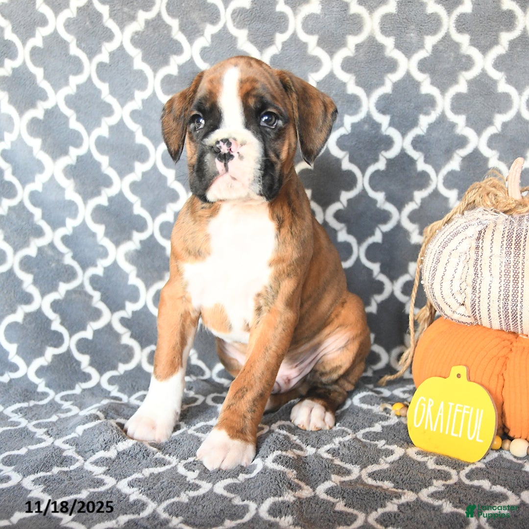 Boxer dogs for sale: Thomas - Ad 3