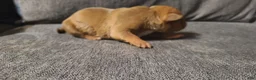 American Bully dogs for sale: Bella - Ad 6