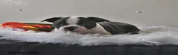 Boston Terrier dogs for sale: Winston - Ad 15