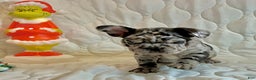 French Bulldog dogs for sale: Shell - Ad 7