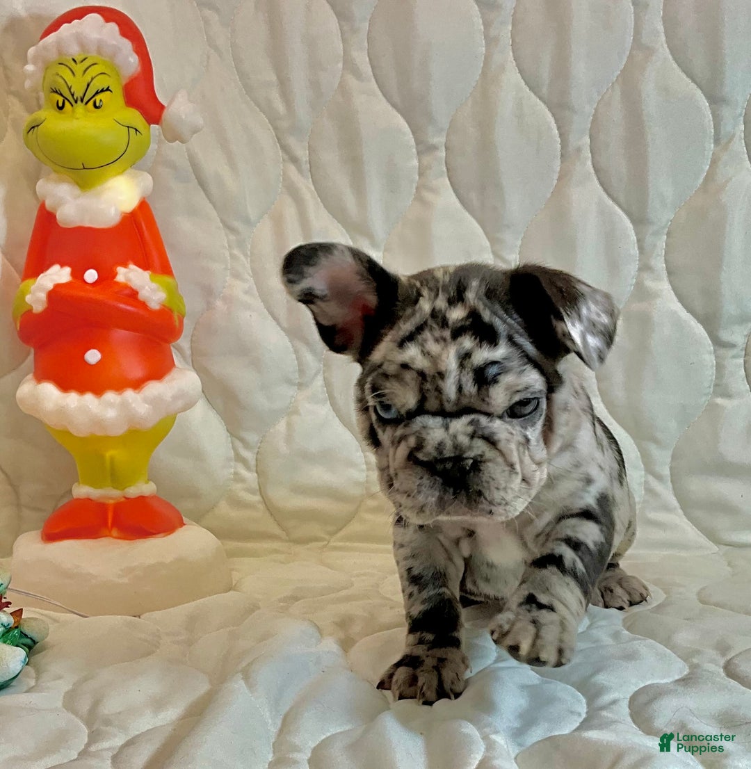 French Bulldog dogs for sale: Shell - Ad 7