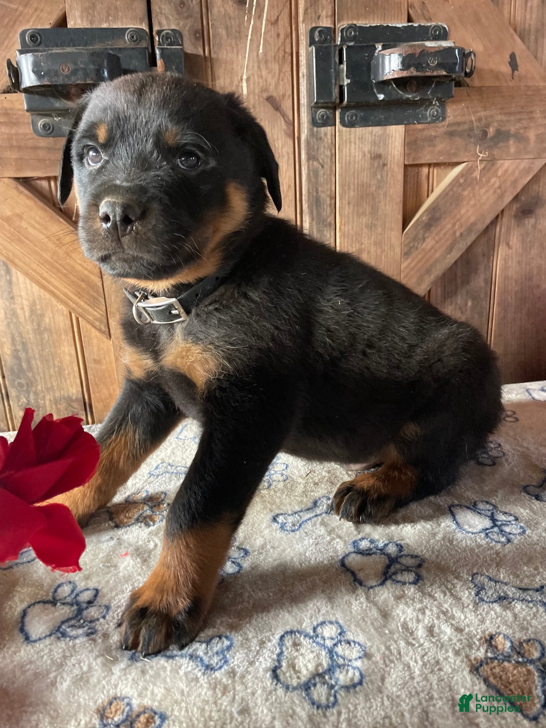 Rottweiler dogs for sale: Kaiser - Ad 3