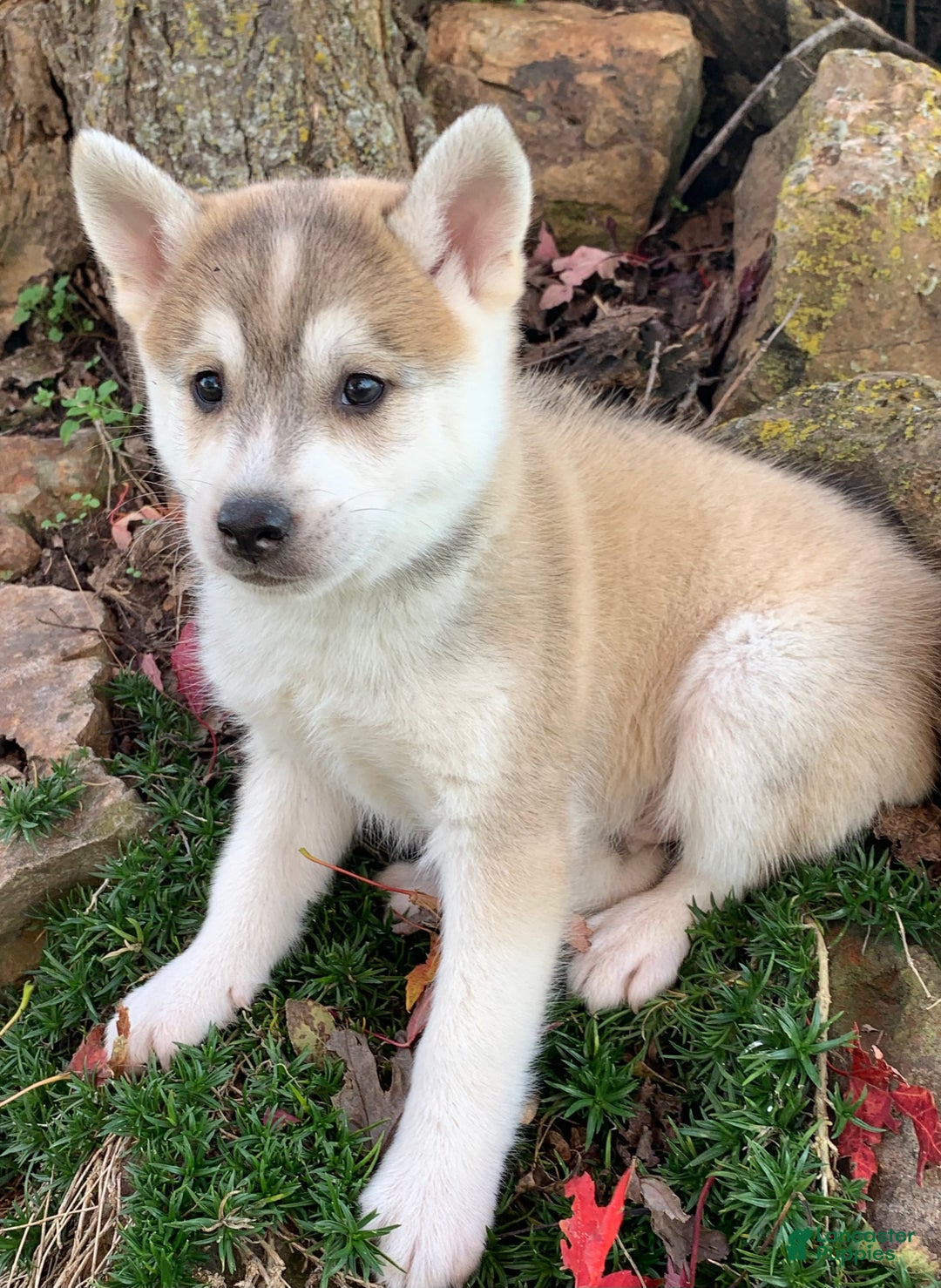 Alaskan Klee Kai dogs for sale: Happy Timber~! - Ad 10