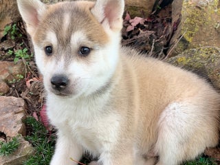 Alaskan Klee Kai dogs Happy Timber~! - Ad 20