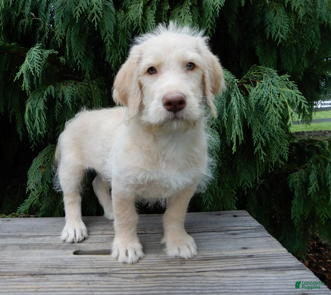 Labradoodle dogs for sale: Denver - Ad 2