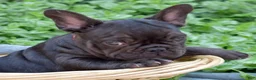 French Bulldog dogs for sale: Feta - Ad 6