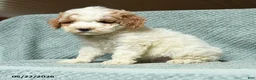 Cavapoochon dogs for sale: Wendy - Ad 2