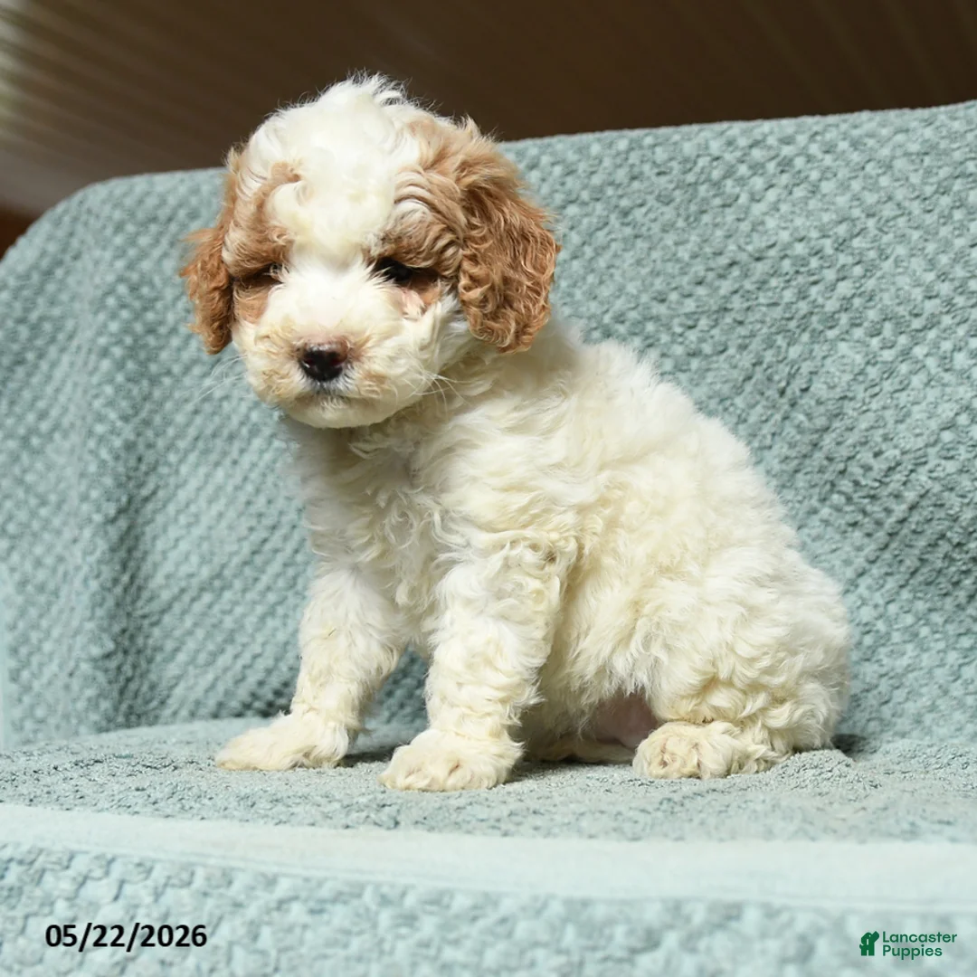 Cavapoochon dogs for sale: Wendy - Ad 2