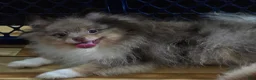 Pomeranian dogs for sale: Bear male Pomeranian  - Ad 4