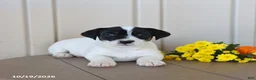 Jack Russell Terrier dogs for sale: Bubbles - Ad 4