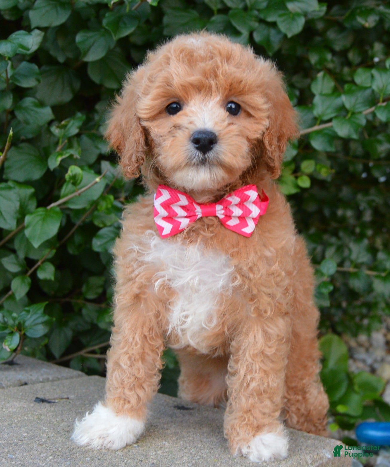 Cavapoo dogs Callie - Ad 2