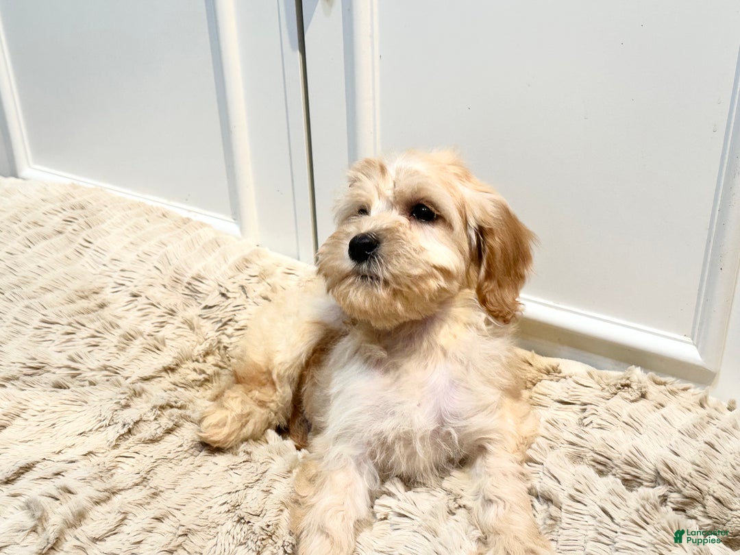 Cockapoo dogs for sale: Cindy - Ad 2