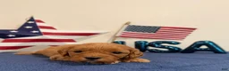 Cavapoo dogs for sale: Firecracker - Ad 1