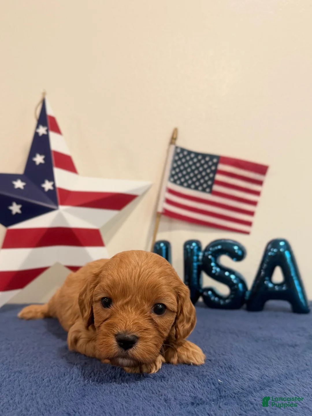 Cavapoo dogs for sale: Firecracker - Ad 1