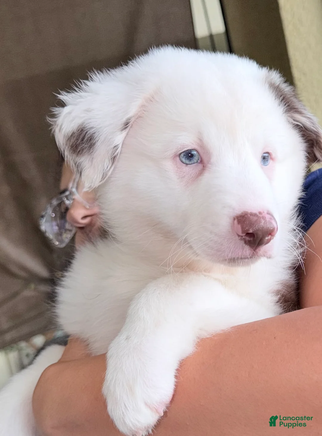Australian Shepherd dogs for sale: Australian Shepherd 1 - Ad 2