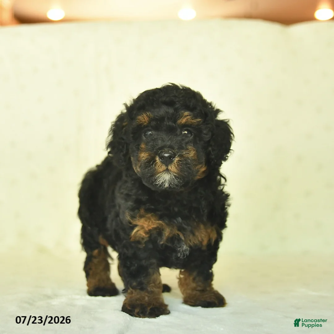Miniature Poodle dogs for sale: Qynn  - Ad 1