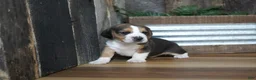 Beagle dogs for sale: Sampson - Ad 4
