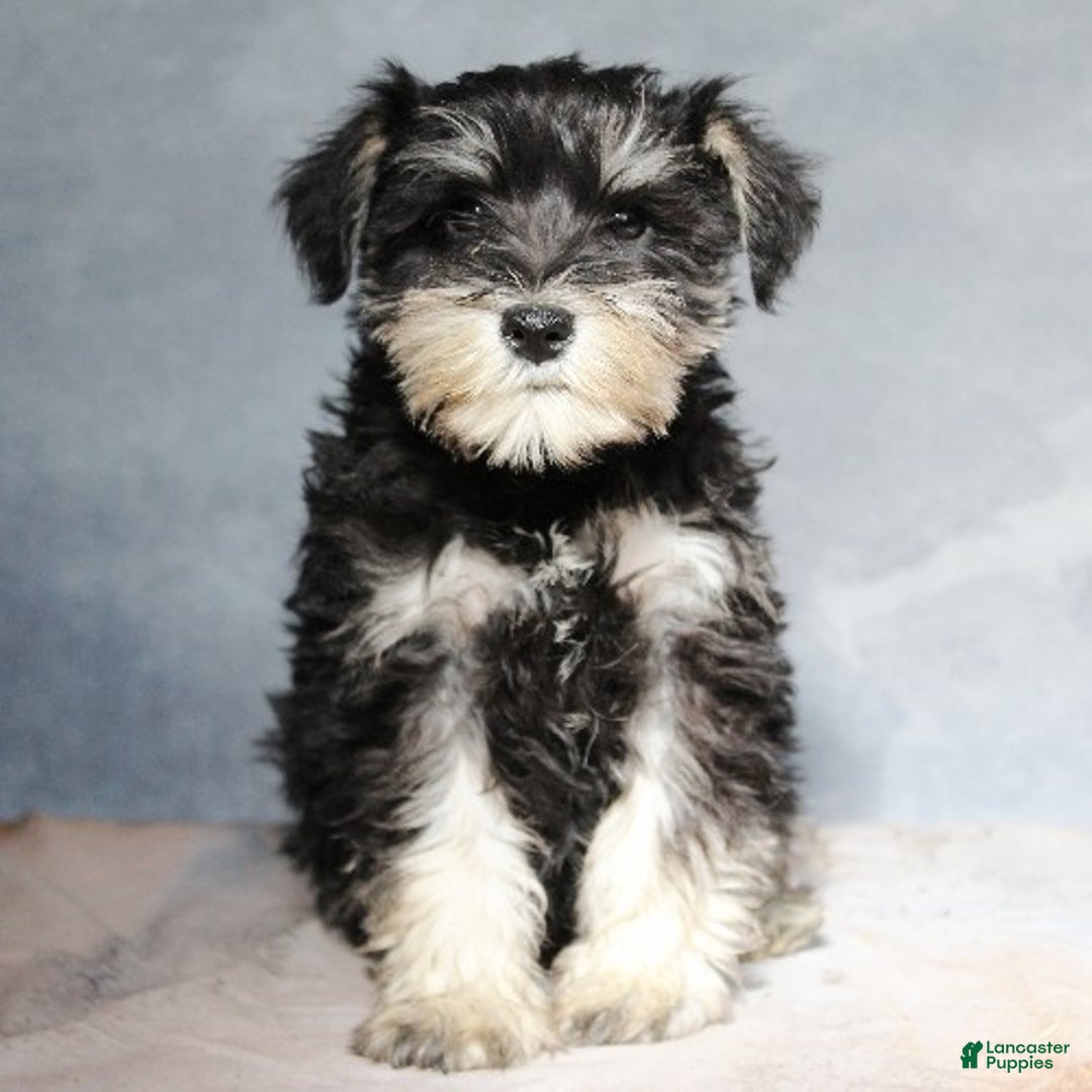 Miniature Schnauzer dogs for sale: Tristen - Ad 1