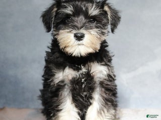 Miniature Schnauzer dogs Tristen - Ad 42