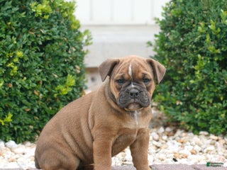 Olde English Bulldogge dogs - Ad 24