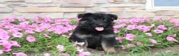 German Shepherd dogs for sale: Hope - Ad 8