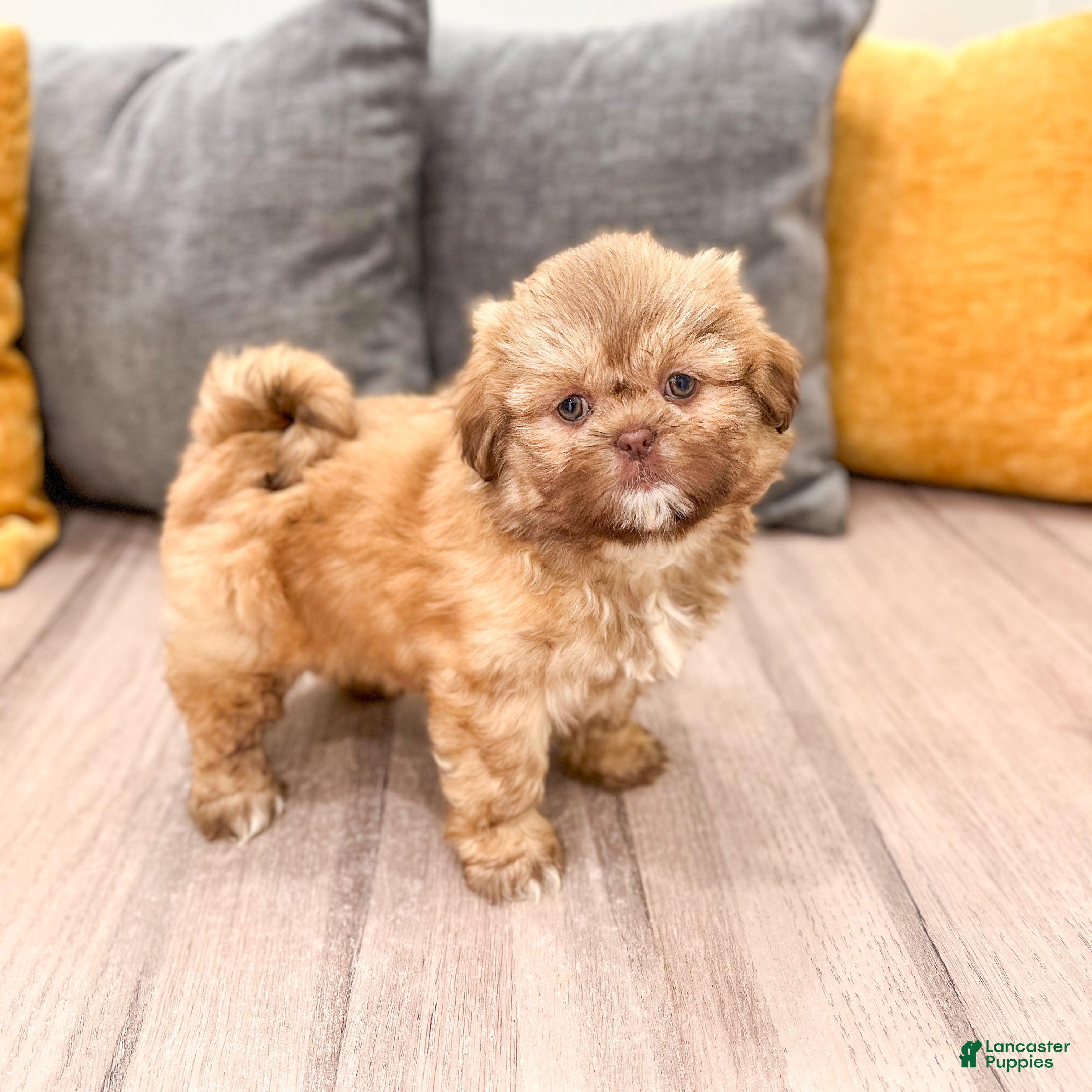 Shih Tzu dogs Jenny - Ad 1