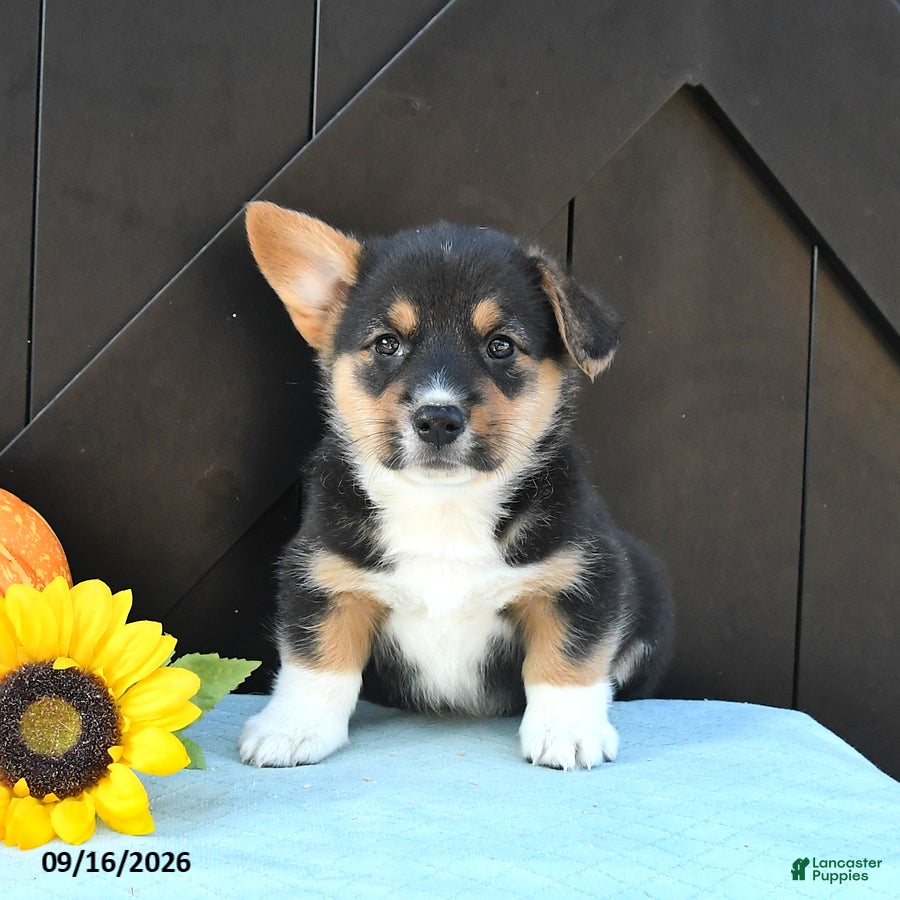 Welsh Corgi Pembroke dogs Ryder - Ad 1