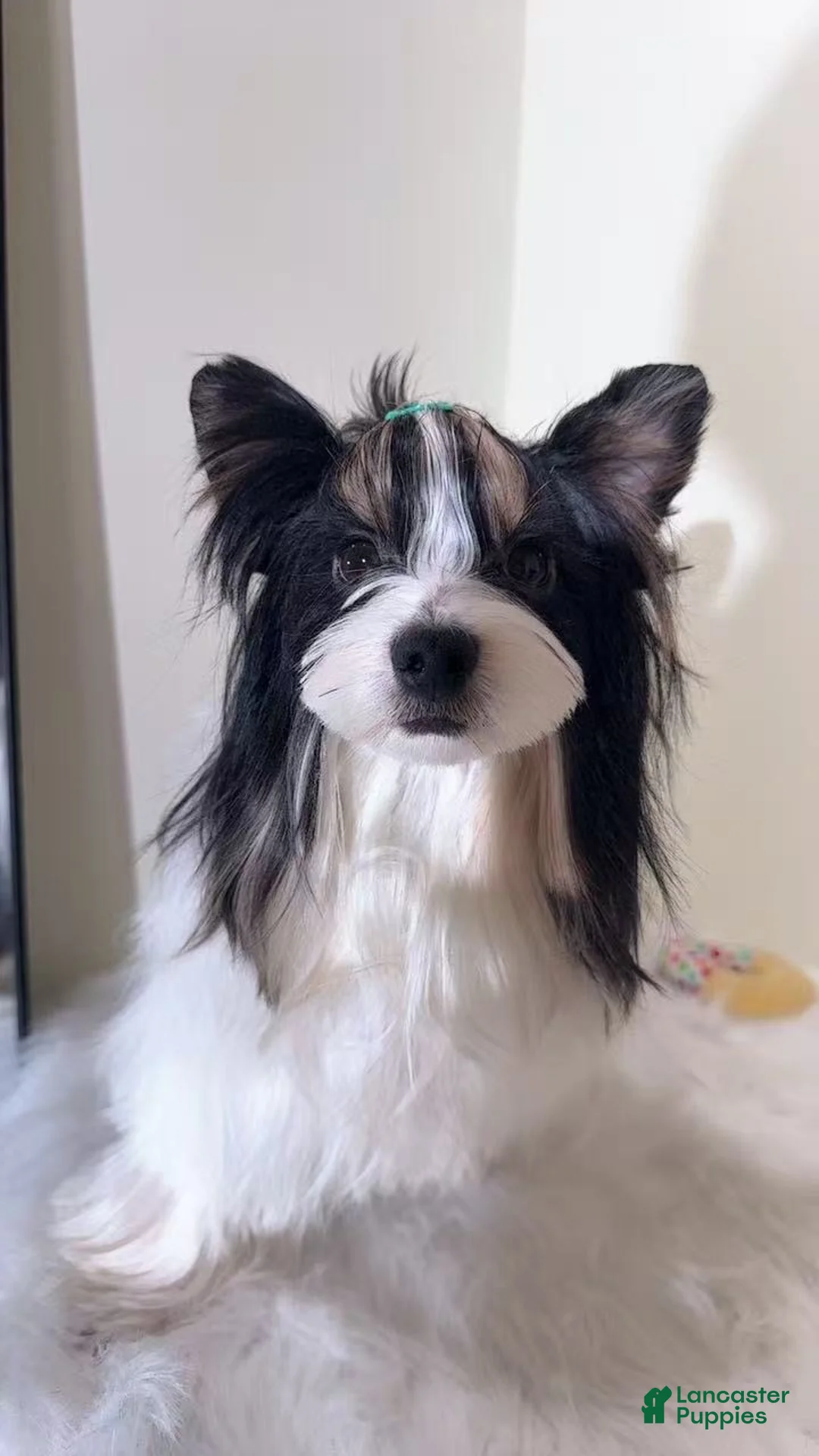 Yorkshire Terrier dogs for sale: Green - Ad 2