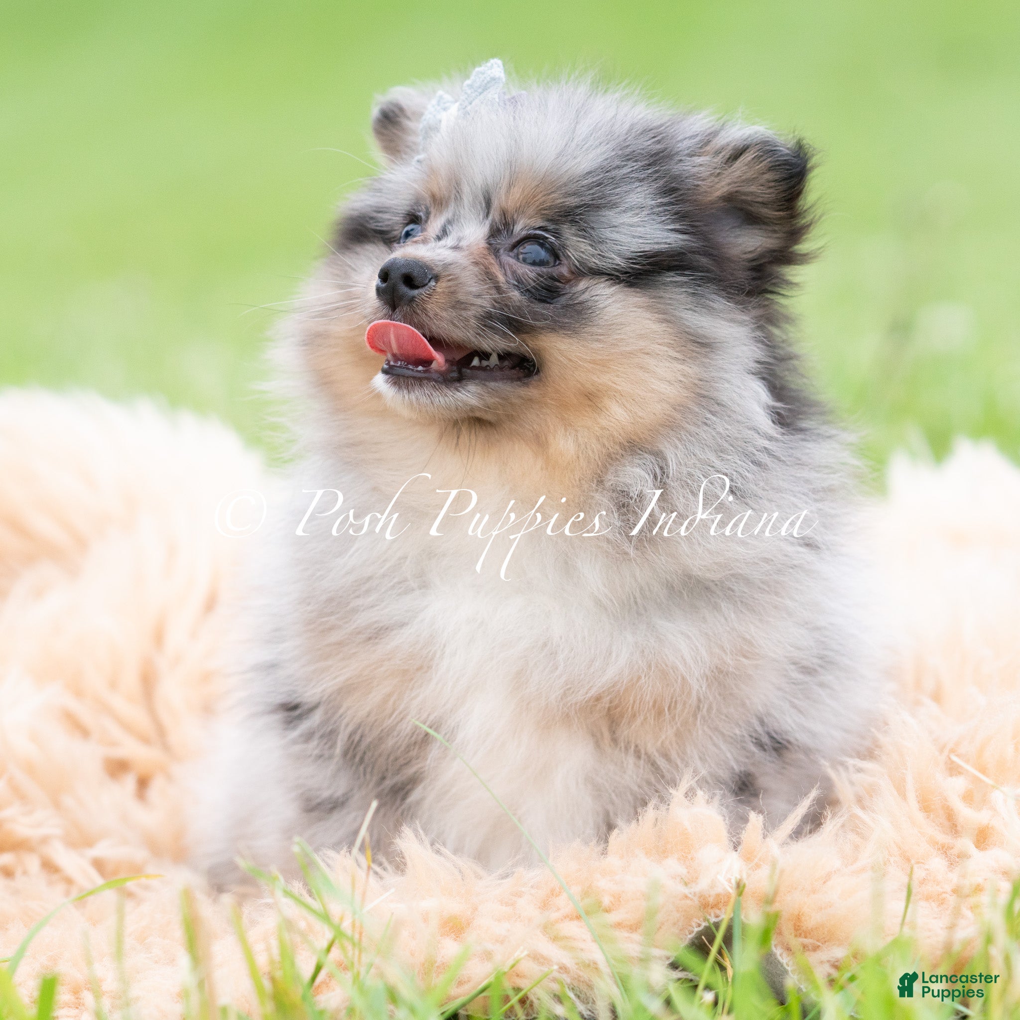 Pomeranian dogs for sale: Cullen AKC - Ad 2