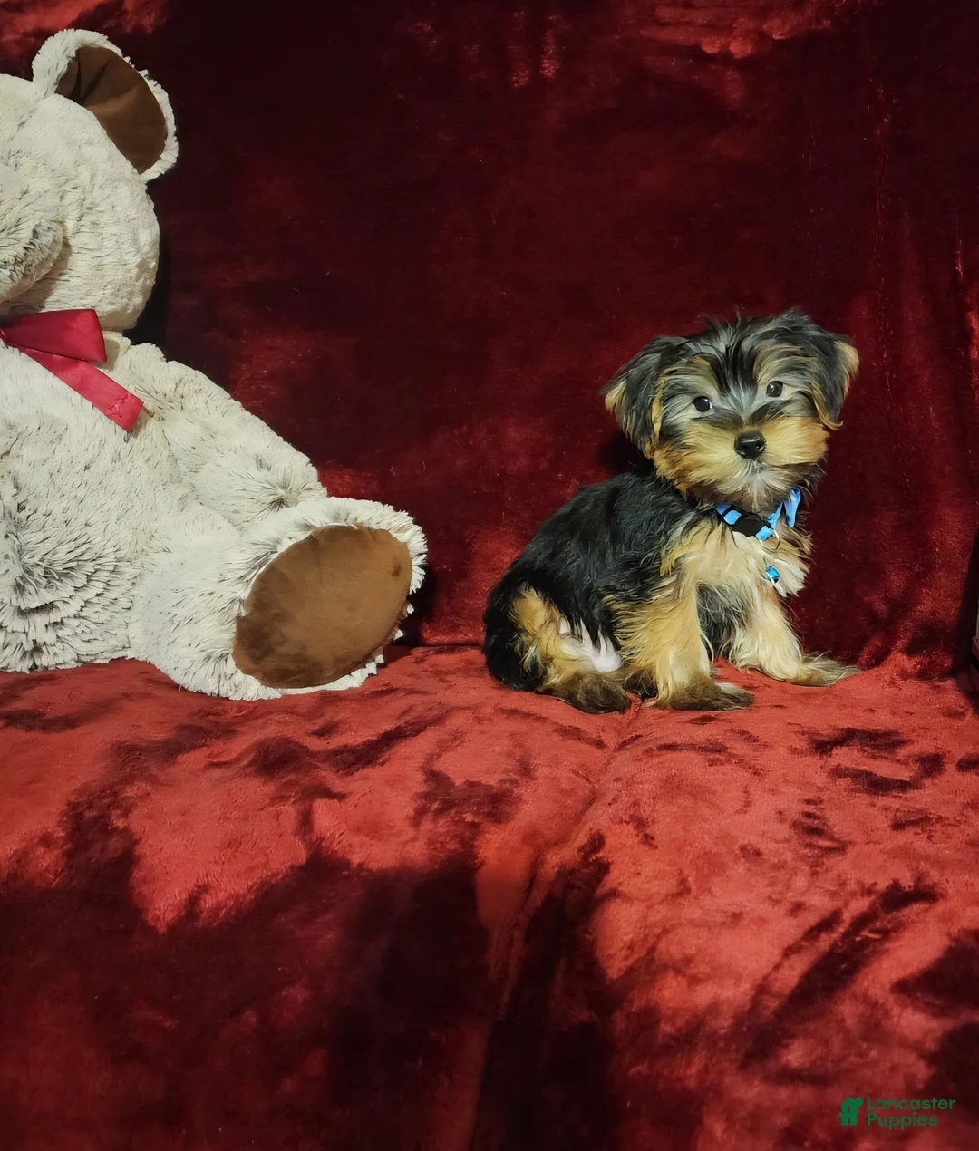 Yorkshire Terrier dogs for sale: LOUIE - Ad 10