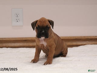 Boxer dogs Nova - Ad 7