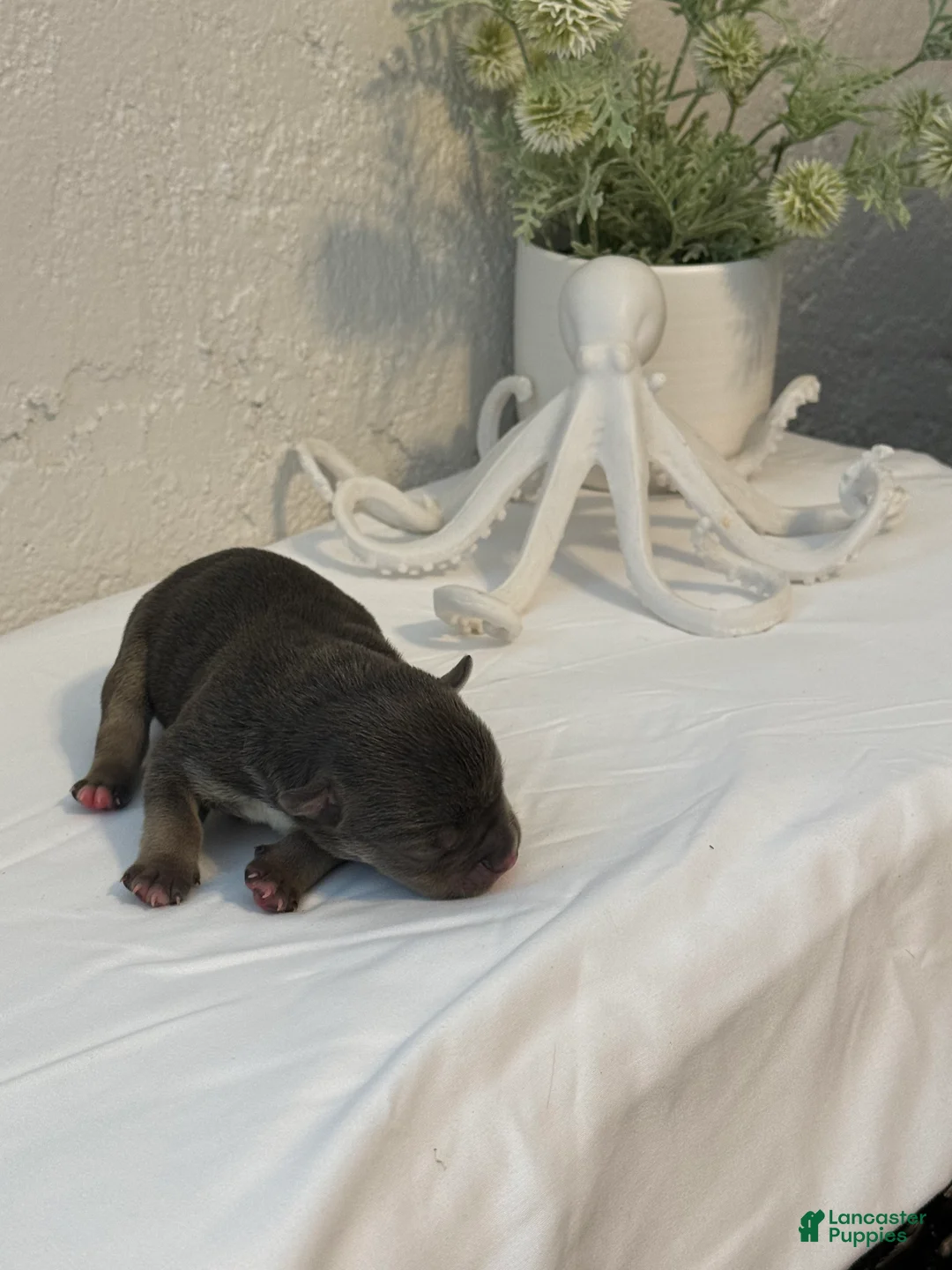 American Bully dogs for sale: Talulah - Ad 1