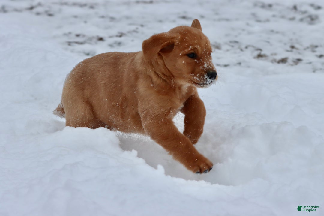 Goldador dogs for sale: Buttercup - Ad 3