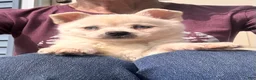 Alaskan Klee Kai dogs for sale: Kassy/emotion support  - Ad 7